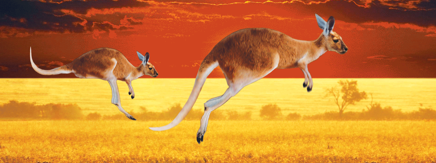 SKU : 16356 - Kangaroos - Motion Bookmark