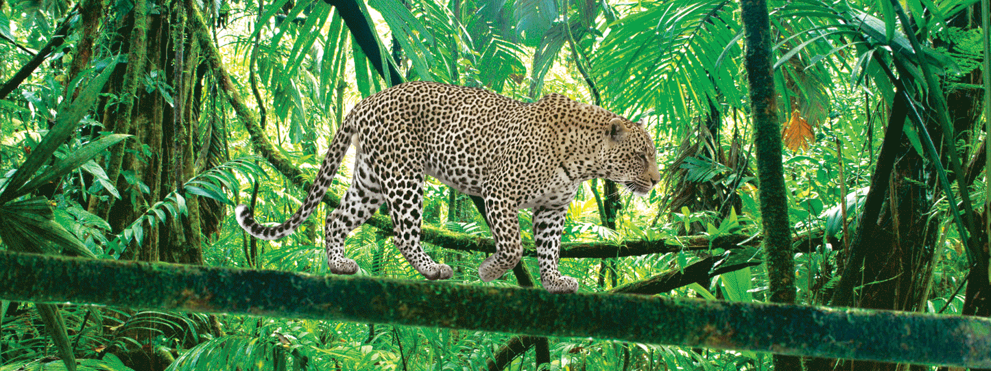 SKU : 16357 - Leopard - Motion Bookmark