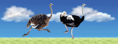 SKU : 16358 - Ostriches - Motion Bookmark