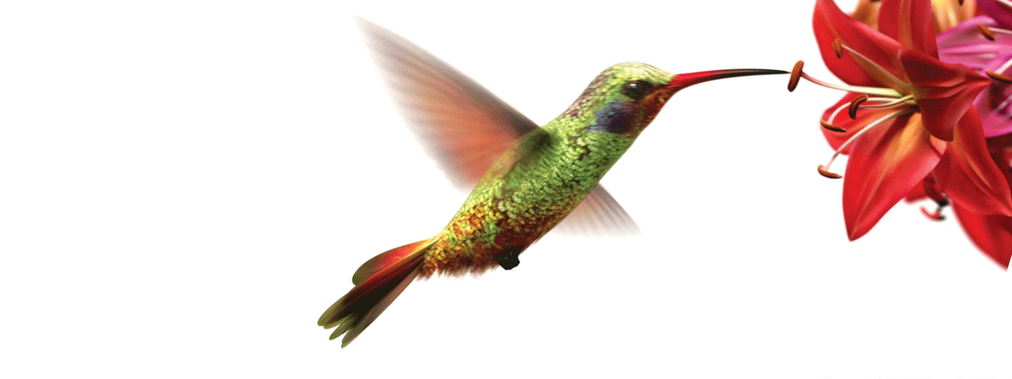 SKU : 16360 - Hummingbird - Motion Bookmark