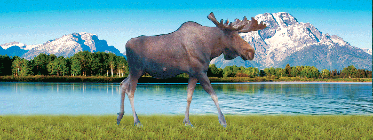 SKU : 16375 - Moose Walking - Motion Bookmark