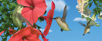 SKU : 862 - Hummingbirds - Motion Bookmark/ 6" Ruler