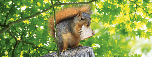 SKU : 16888 - Squirrel - Motion Bookmark