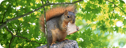 SKU : 16888 - Squirrel - Motion Bookmark
