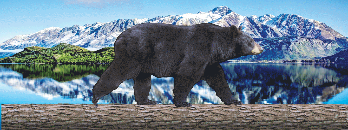 SKU : 16893 - Black Bear Walking - Motion Bookmark