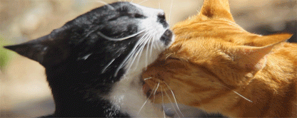 SKU : 16895 - Cats - Motion Bookmark