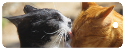 SKU : 16895 - Cats - Motion Bookmark