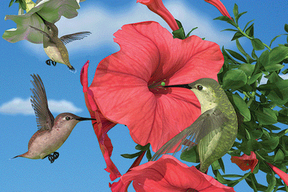 SKU : 20162 - Hummingbirds - Motion Magnet