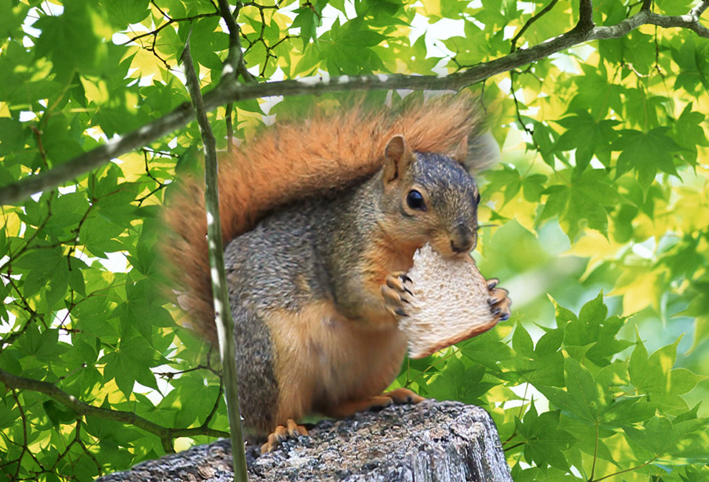 SKU : 20202 - Squirrel - Motion Magnet