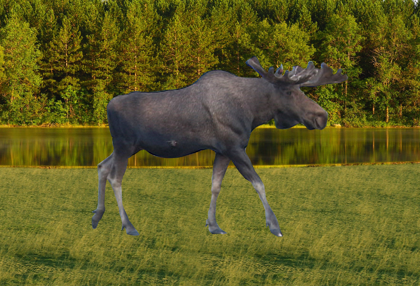 SKU : 20225 - Moose Walking - Motion Magnet