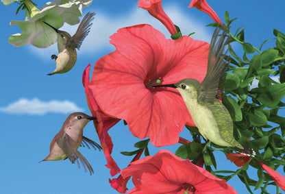 SKU : 20313 - Hummingbirds - Motion Postcard
