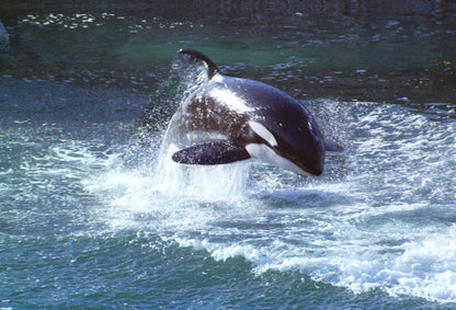 SKU : 20314 - Orca - Motion Postcard