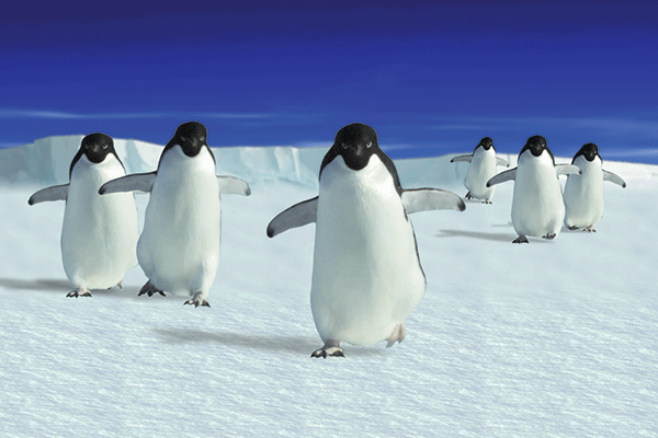 SKU : 20315 - Penguins - Motion Postcard