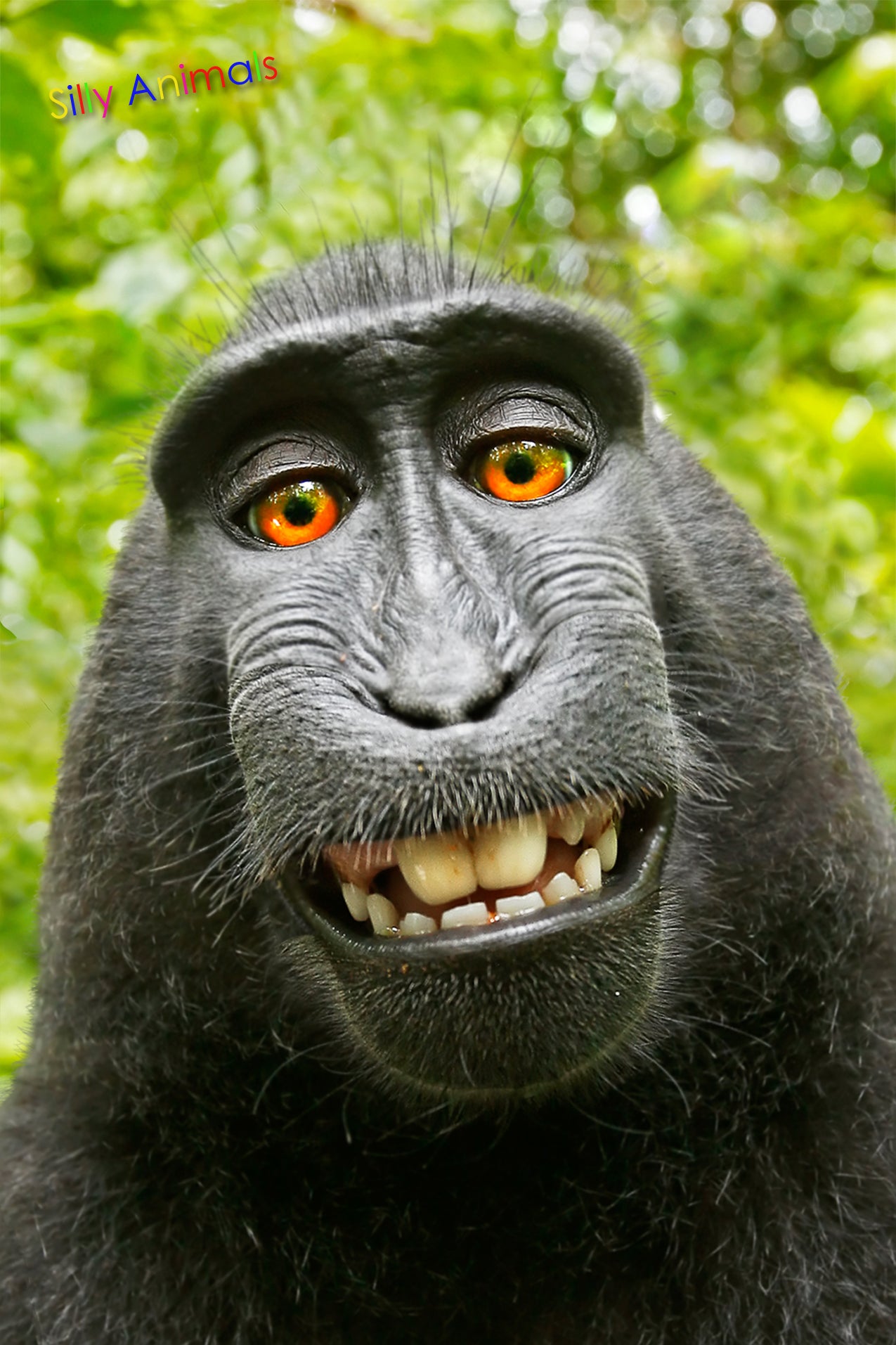 SKU : 20345 - Monkey Selfie - 3D Postcard