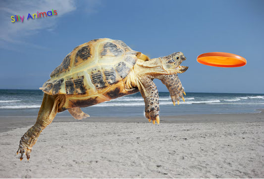 SKU : 20346 - Turtle Frisbee - 3D Postcard