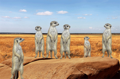 SKU : 20352 - Meerkats - Motion Postcard