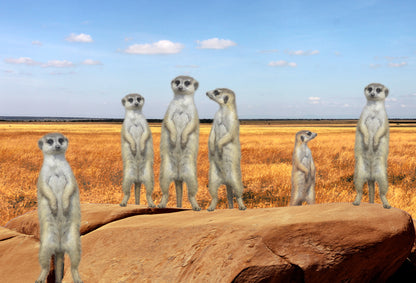 SKU : 20352 - Meerkats - Motion Postcard