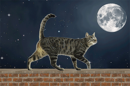 SKU : 20354 - Cat Walking - Motion Postcard