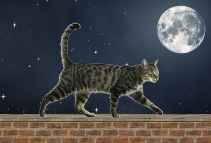 SKU : 20354 - Cat Walking - Motion Postcard