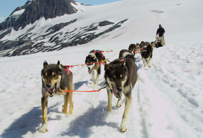 SKU : 20360 - Dog Sled - Motion Postcard