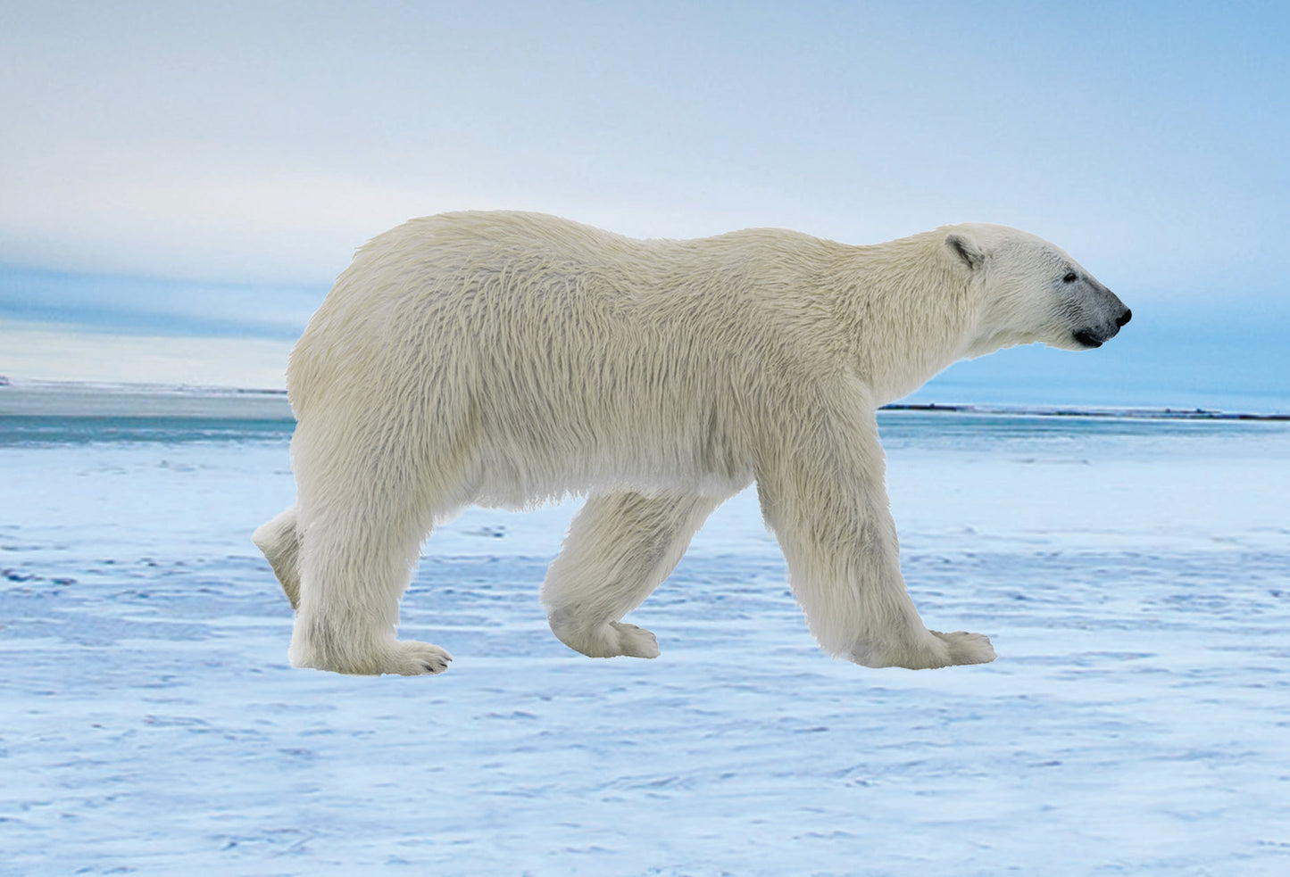 SKU : 20377 - Polar Bear - Motion Postcard