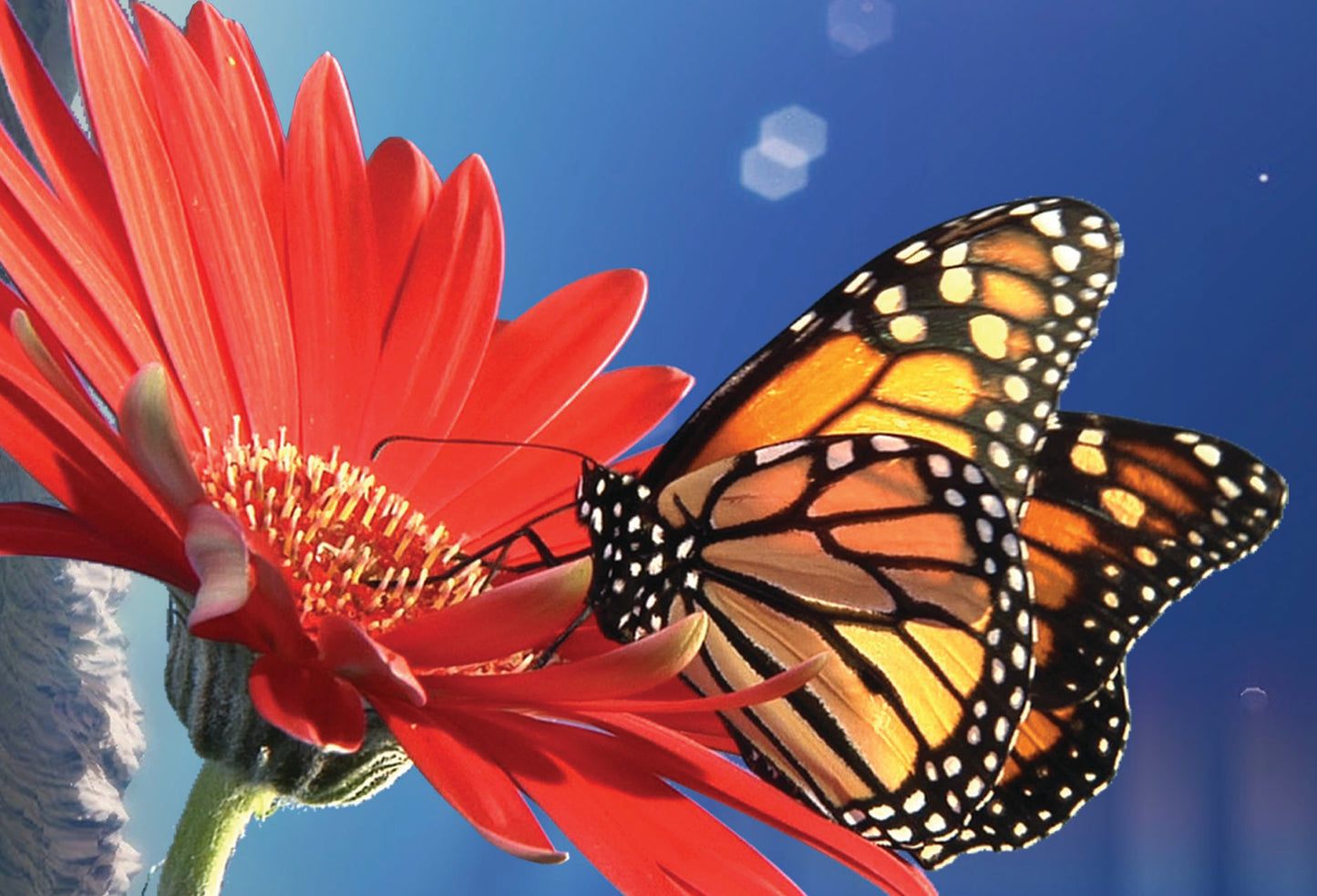 SKU : 20379 - Monarch Butterfly - Motion Postcard