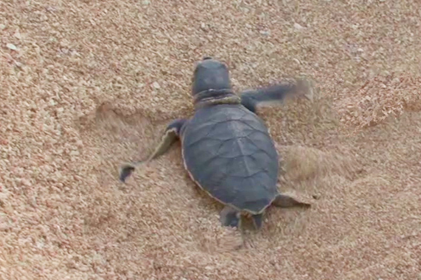 SKU : 20398 - Hatchling - Motion Postcard