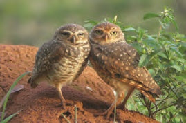 SKU : 20399 - Burrowing Owls - Motion Postcard
