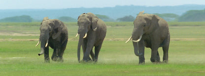 SKU : 824 - Elephants - Motion 6" Ruler