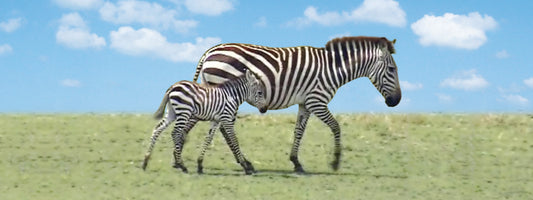 SKU : 825 - Zebras - Motion 6" Ruler
