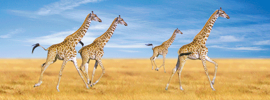 SKU : 832 - Giraffes - Motion Bookmark/ 6" Ruler