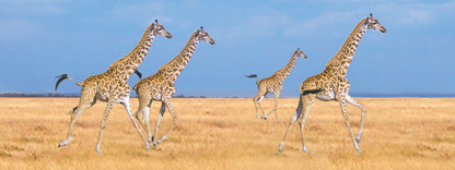 SKU : 832 - Giraffes - Motion 6" Ruler