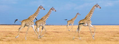 SKU : 832 - Giraffes - Motion 6" Ruler