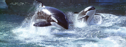 SKU : 860 - Orcas - Motion 6" Ruler