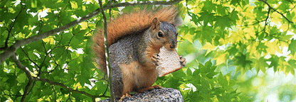 SKU : 888 - Squirrel - Motion Bookmark/ 6" Ruler