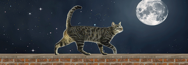 SKU : 889 - Cat Walking - Motion 6" Ruler