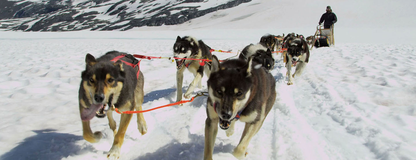 SKU : 891 - Dog Sled - Motion  6" Ruler