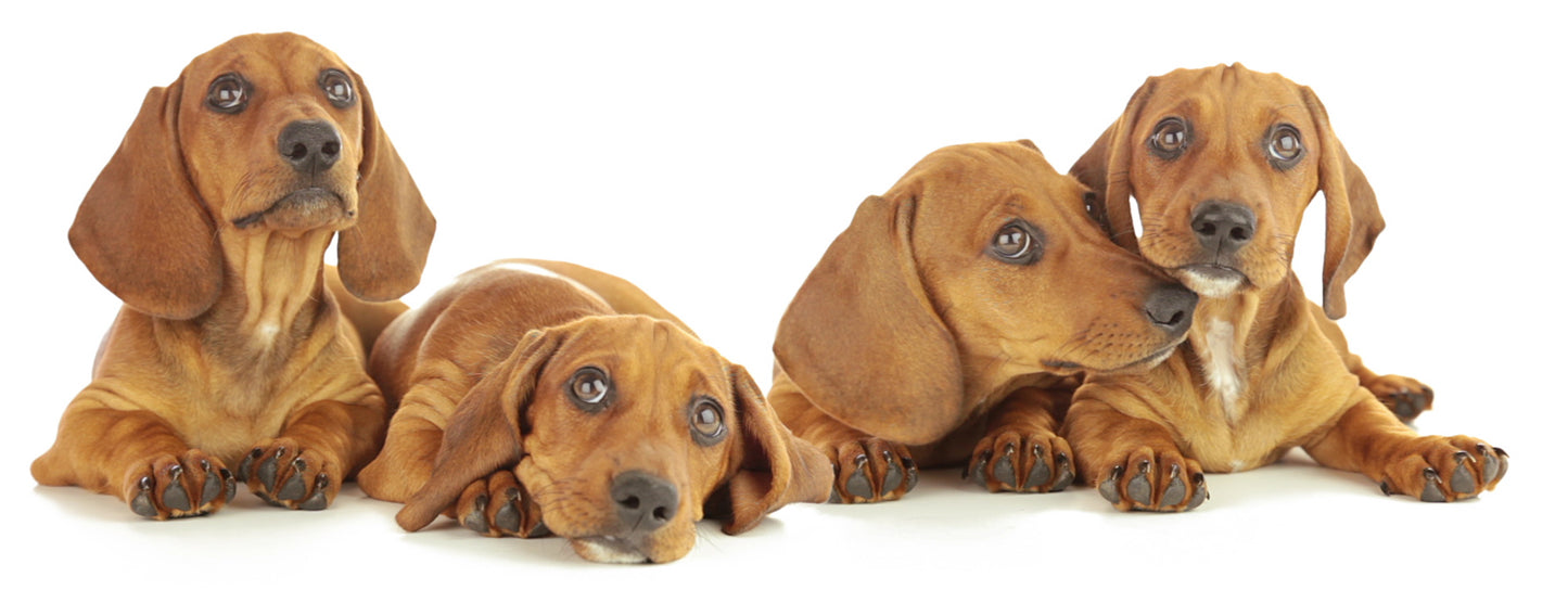 SKU : 896 - Dogs - Motion 6" Ruler