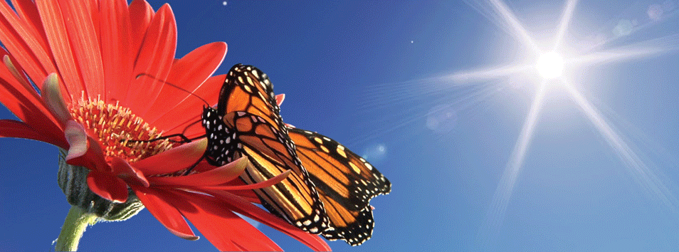 SKU : 930 - Monarch Butterfly - Motion Bookmark/ 6" Ruler