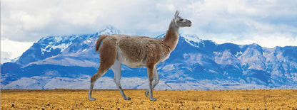 SKU : 935 - Llama - Motion Bookmark/ 6" Ruler