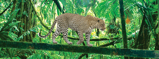 SKU : 937 - Leopard - Motion 6" Ruler