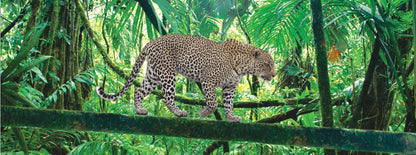 SKU : 937 - Leopard - Motion 6" Ruler