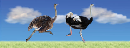 SKU : 938 - Ostriches - Motion Bookmark/ 6" Ruler