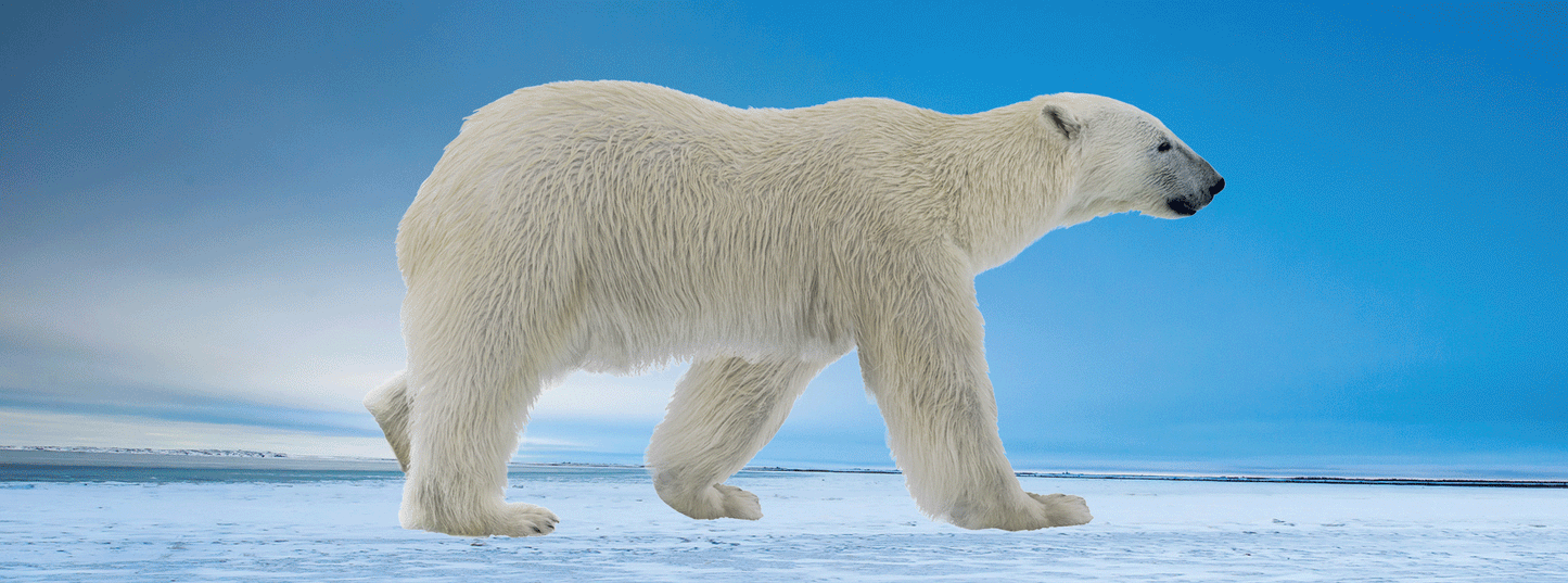 SKU : 939 - Polar Bear - Motion 6" Ruler