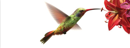SKU : 940 - Hummingbird - Motion 6" Ruler