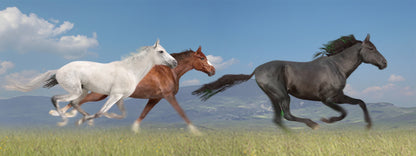 SKU : 943 - Horses - Motion 6" Ruler