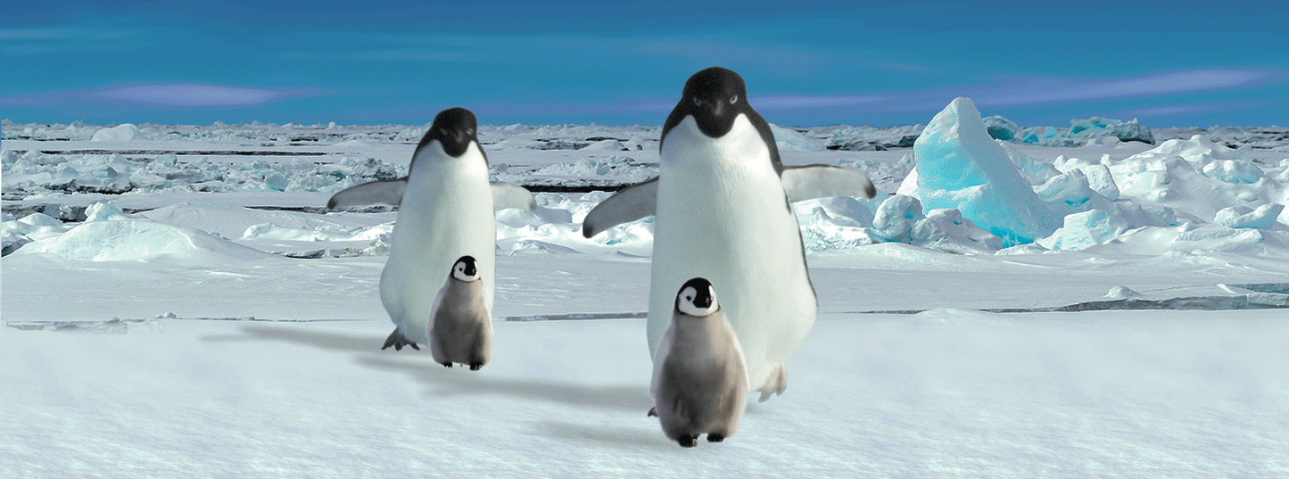 SKU : 946 - Penguins with Chicks - Motion Ruler
